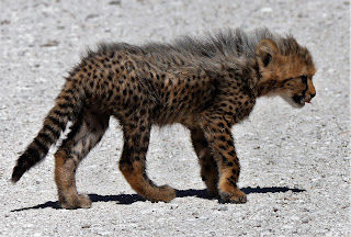 cheetah cub