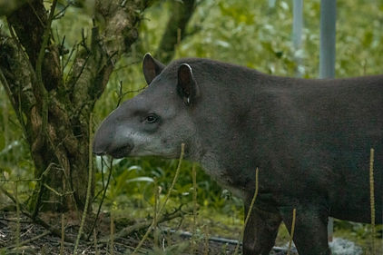 Anta (Tapirus terrestris )