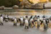 penguins.jpeg
