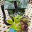 Thumbnail: Botanical Garden Bag for Foraging, Bird Watching  or Walking