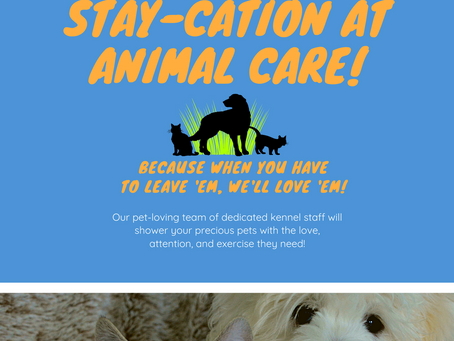 Exciting updates to our boarding services!
