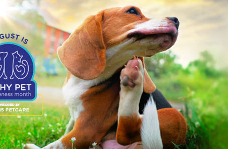 August is Itchy Pet Awareness Month!