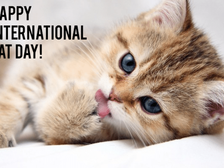 August 8th is International Cat Day!