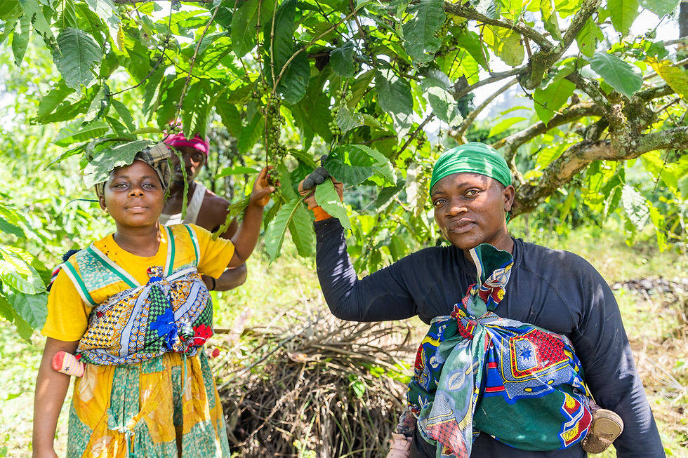 group-of-farmers-during-the-harvest-of-coffee-berr-2026-01-09-01-07-42-utc.jpg