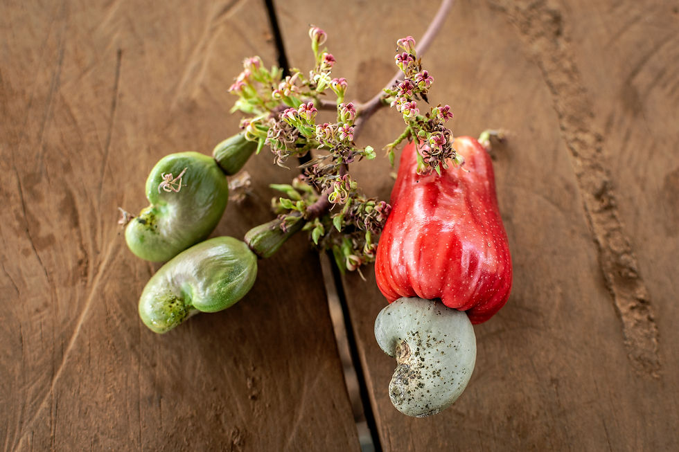 asian-whole-cashew-fruit-outdoors-in-thailand-farm-2026-01-09-10-12-21-utc.jpg