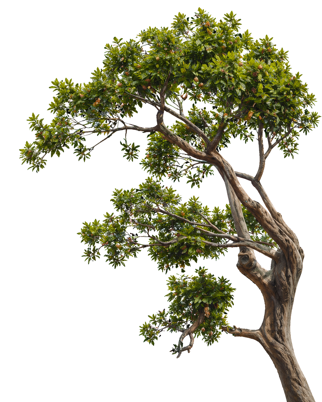 tree.png