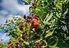 cashew-trees-and-fruit-at-organic-farm-in-thailand-2026-03-25-04-12-17-utc.jpg