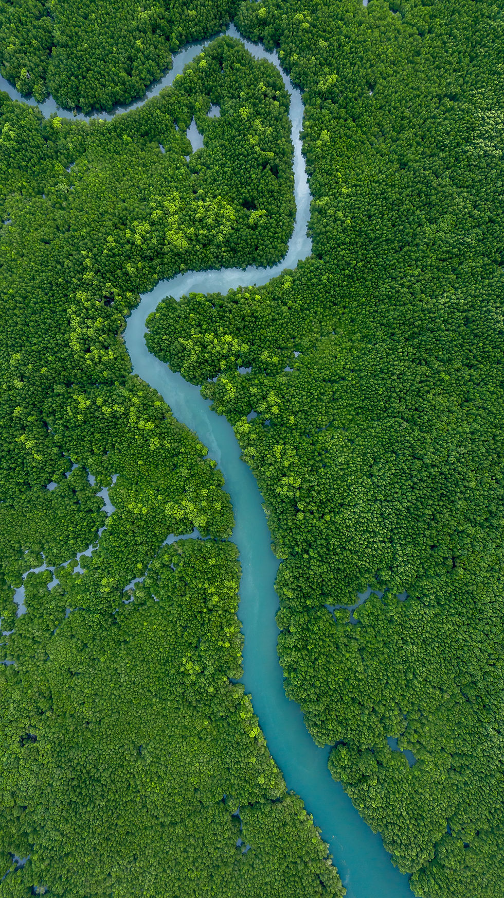 aerial-view-mangrove-forest-tree-green-mangrove-f-2026-03-16-22-58-35-utc.JPG