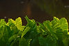 abstract-nature-of-tropical-forest-2026-03-24-21-59-58-utc.jpg