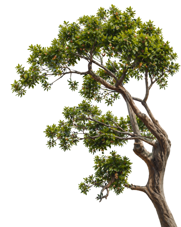 tree_edited_edited.png