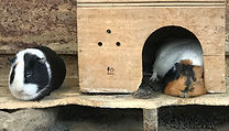 2019-05-15-1.jpeg