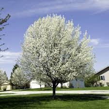 Trinity Pear