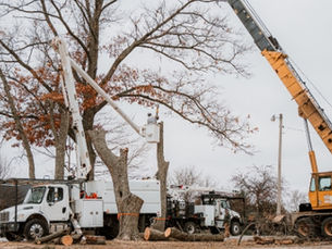 Tree Removal in Elkhart, South Bend, and LaGrange: What You Need to Know