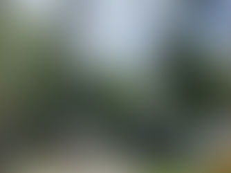 The Complete Tree Removal Process: What to Expect from Start to Finish