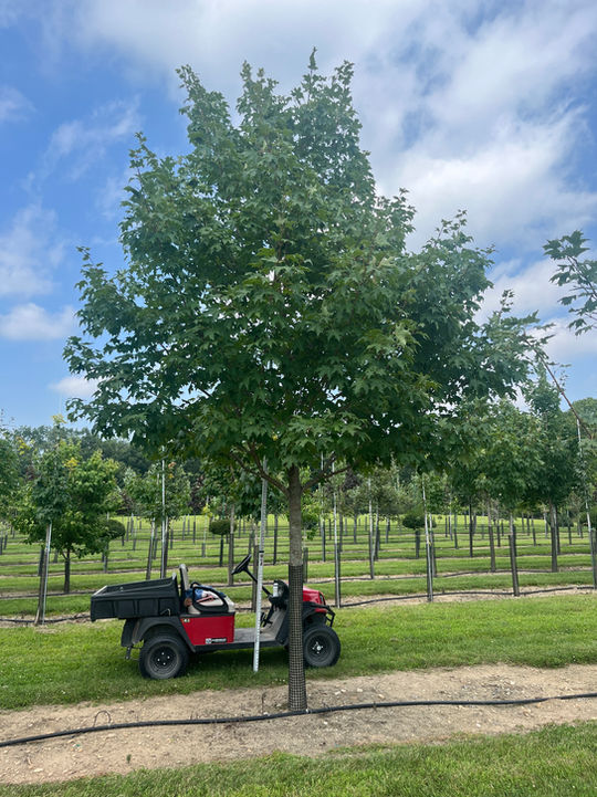 Green Mountain Sugar Maple
