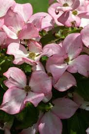 Radiant Rose Kousa Dogwood