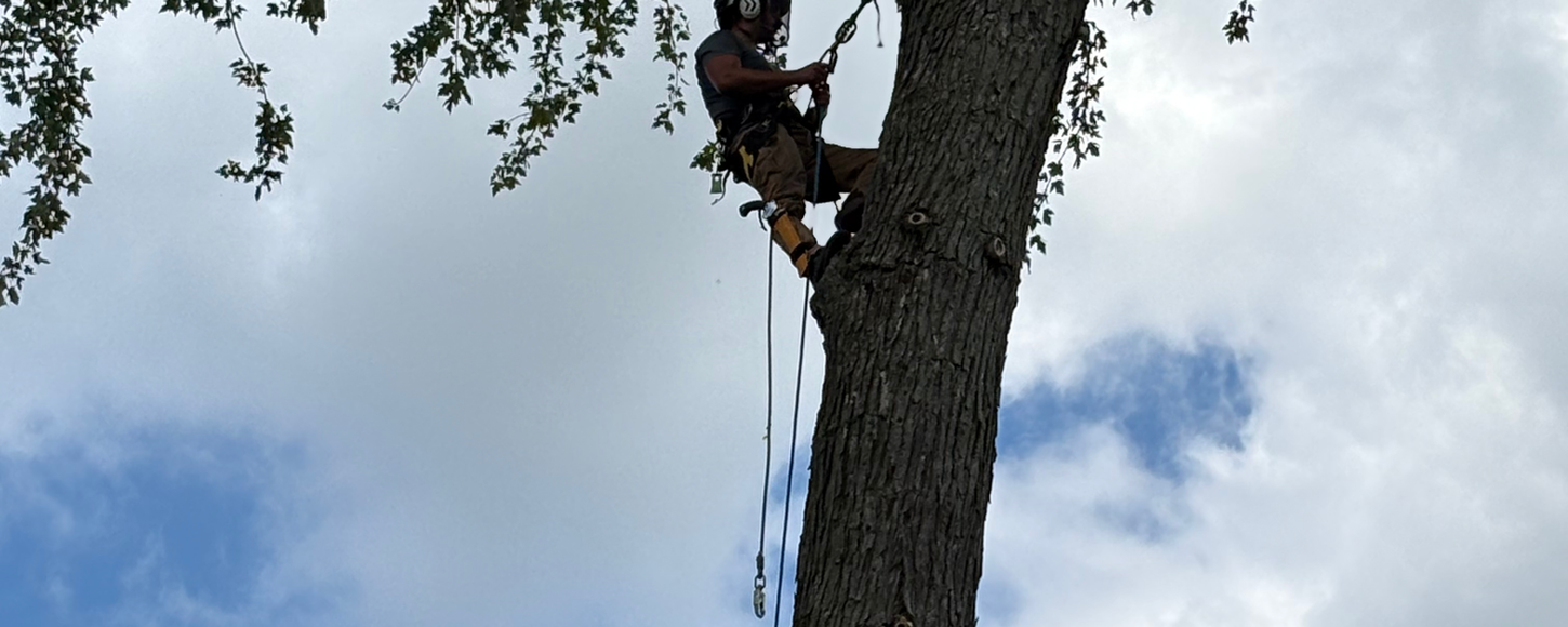 Tree climber during a tree removal project