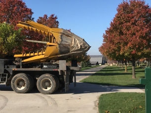 Can You Move That Tree? What You Should Know About Tree Transplanting