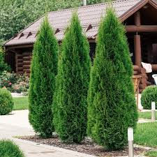 Emerald Green Arborvitae