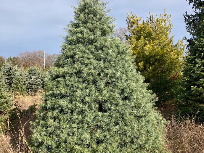 Concolor Fir
