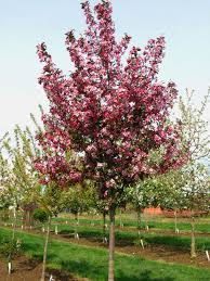 Ruby Dayze Crabapple