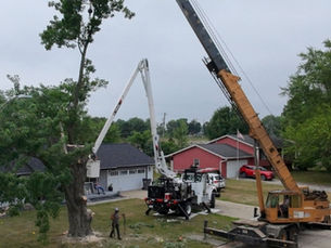 Tree Removal vs. Tree Trimming: What’s Best for Your Property in Middlebury or Granger?