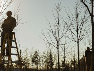 Tree Trimming 101: Tips from a Certified Arborist