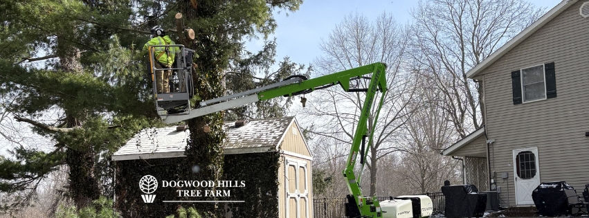 How to Choose the Right Tree Removal Company in Elkhart County