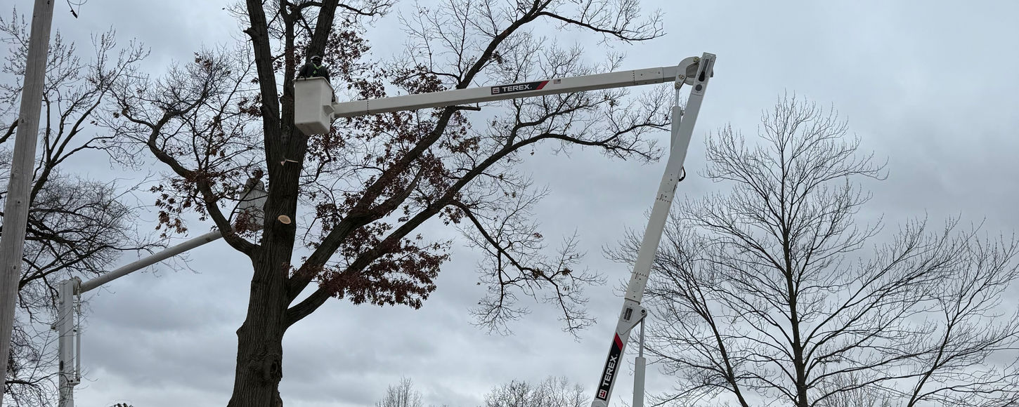 Tree removal boom truck