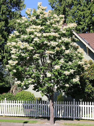 Ivory Silk Japanese Lilac