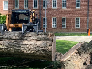 Emergency Tree Removal After Storms in Elkhart County: What Homeowners Should Do