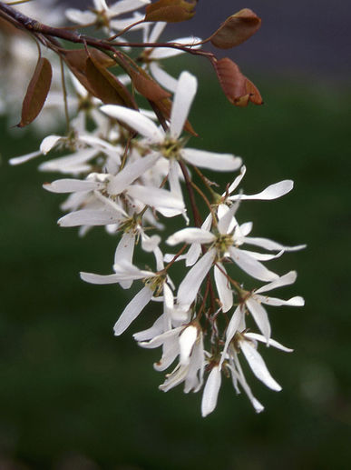 Allegheny Serviceberry