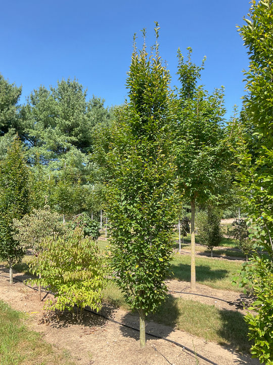 Pyramidal European Hornbeam