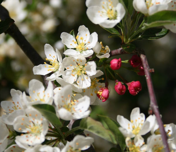 Sargent Crabapple
