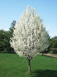 Cleveland Pear