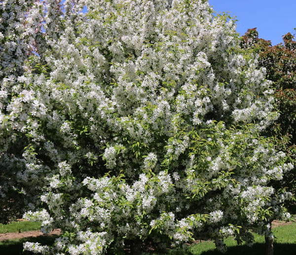 Snow Crystal Crabapple