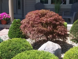 How to Choose the Right Tree for Your Yard