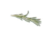 rosmarin.png