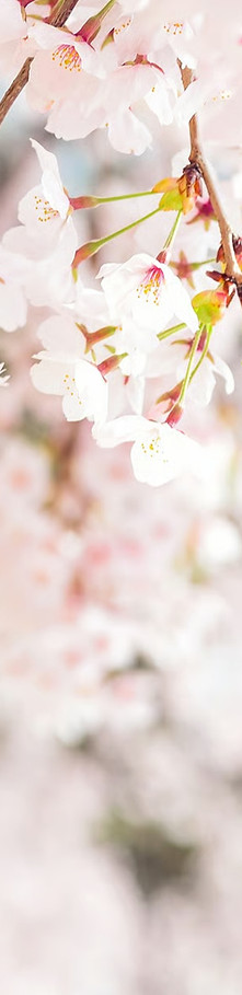 cherryblossombackground_edited_edited.jp