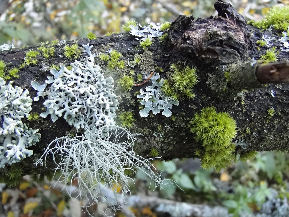 Hypogymnia sp.