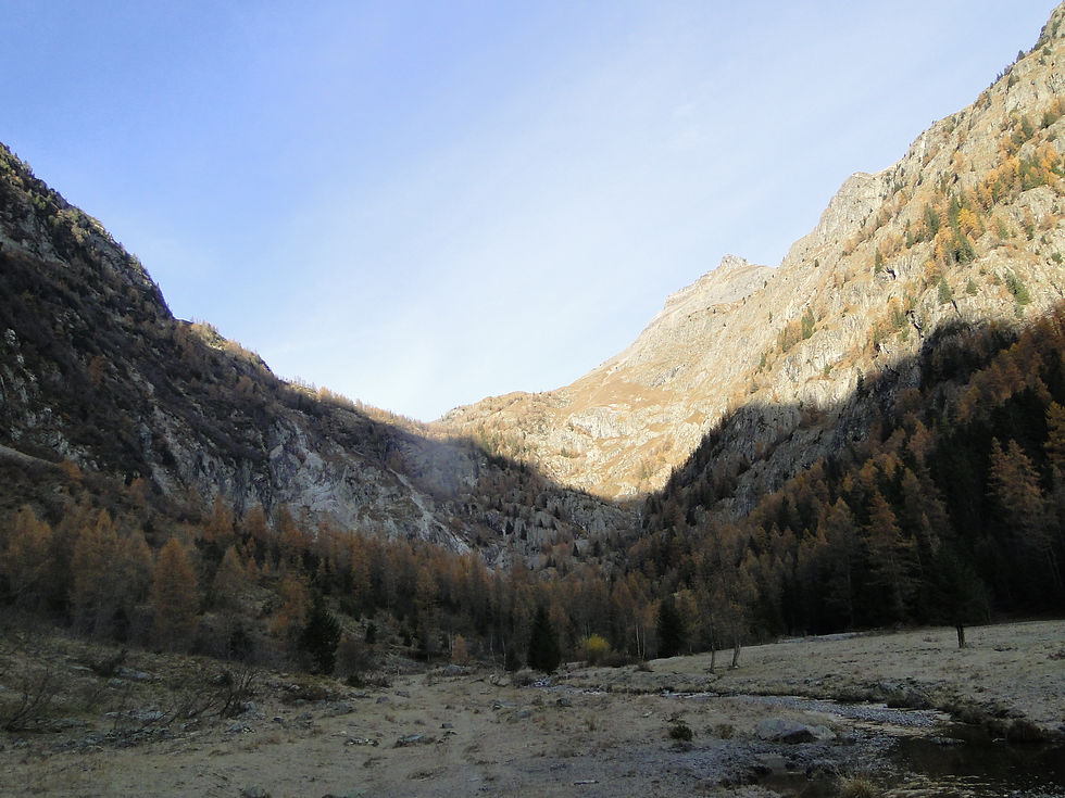 Larix decidua Mill. (Pinacea)