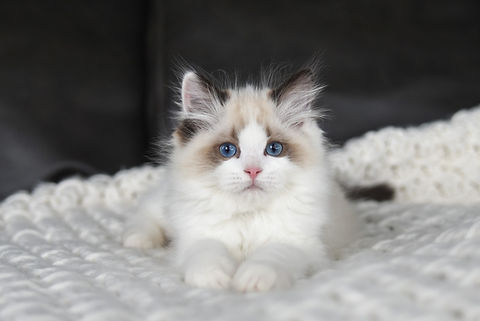 Reserving a Ragdoll kitten from Indovi Pearl Ragdolls