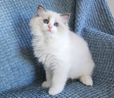 Oak, a blue bicolor Ragdoll kitten from our Western New York cattery