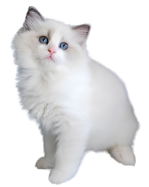 Untitled design (1).png