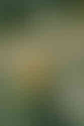 Rushton Hall wedding venues gardens with orange roses