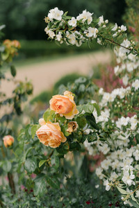 Rushton Hall wedding venues gardens with orange roses