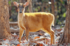 GORAL