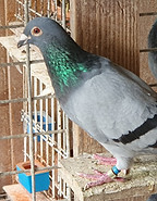 BE196011581B.jpg