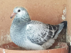 IMG-20190204-WA0000