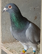 BE196013079B.jpg
